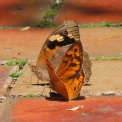Heteronympha merope (Common Brown Butterfly) at ANBG - 4 Dec 2023 by RodDeb