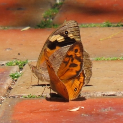 Heteronympha merope (Common Brown Butterfly) at ANBG - 4 Dec 2023 by RodDeb
