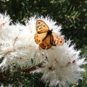 Heteronympha merope at ANBG - 4 Dec 2023