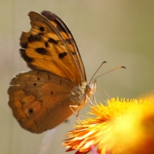 Heteronympha merope at ANBG - 4 Dec 2023