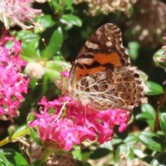 Vanessa kershawi (Australian Painted Lady) at ANBG - 4 Dec 2023 by RodDeb