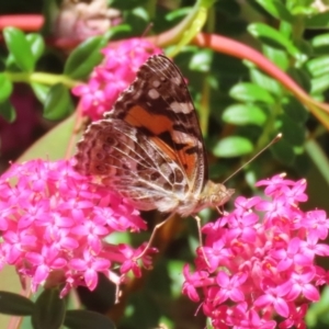 Vanessa kershawi at ANBG - 4 Dec 2023