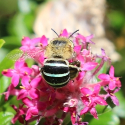 Amegilla (Zonamegilla) asserta (Blue Banded Bee) at ANBG - 4 Dec 2023 by RodDeb