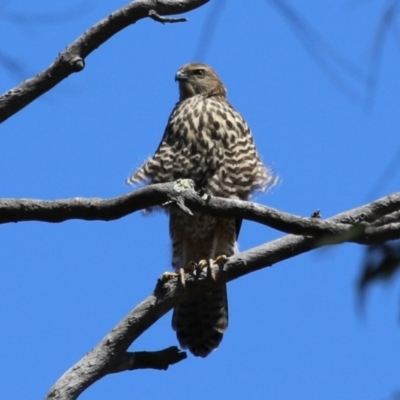 Accipiter fasciatus (Brown Goshawk) at Acton, ACT - 4 Dec 2023 by RodDeb