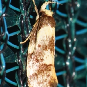 Eulechria marmorata at Sheldon, QLD - 5 Dec 2023