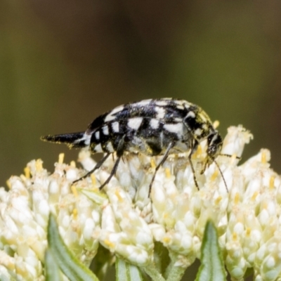 Mordella dumbrelli (Dumbrell's Pintail Beetle) at The Pinnacle - 4 Dec 2023 by AlisonMilton