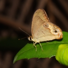 Hypocysta metirius at Sheldon, QLD - 5 Dec 2023 by PJH123