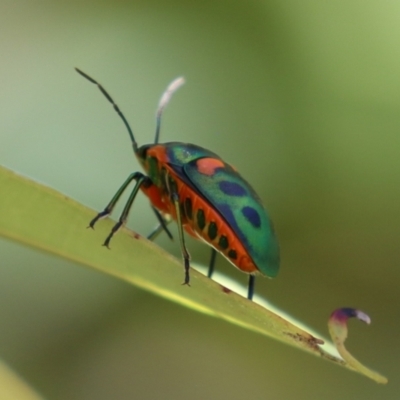 Scutiphora pedicellata (Metallic Jewel Bug) at ANBG - 4 Dec 2023 by RodDeb