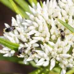 Mordella sp. (genus) (Pintail or tumbling flower beetle) at The Pinnacle - 4 Dec 2023 by AlisonMilton