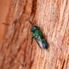 Chrysididae (family) (Cuckoo wasp or Emerald wasp) at Downer, ACT - 5 Dec 2023 by RobertD