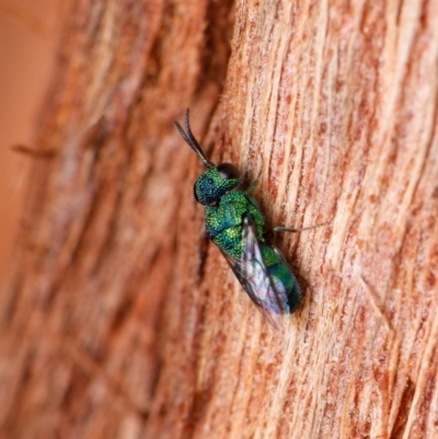Chrysididae (family) (Cuckoo wasp or Emerald wasp) at Downer, ACT - 4 Dec 2023 by RobertD