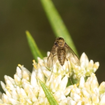 Geron sp. (genus) (Slender Bee Fly) at Belconnen, ACT - 4 Dec 2023 by AlisonMilton