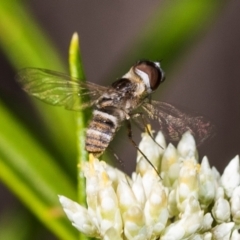 Villa sp. (genus) (Unidentified Villa bee fly) at Pinnacle NR (PIN) - 5 Dec 2023 by AlisonMilton