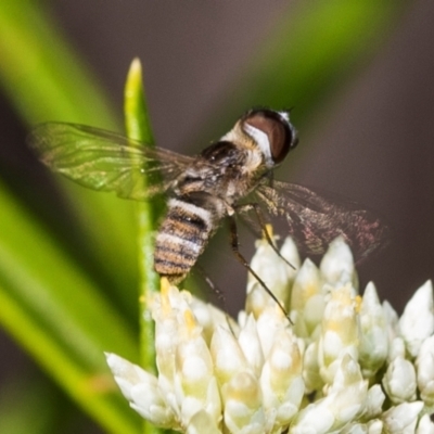 Villa sp. (genus) (Unidentified Villa bee fly) at Belconnen, ACT - 4 Dec 2023 by AlisonMilton