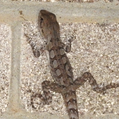 Amphibolurus muricatus at Cotter River, ACT - 5 Dec 2023 by JohnBundock