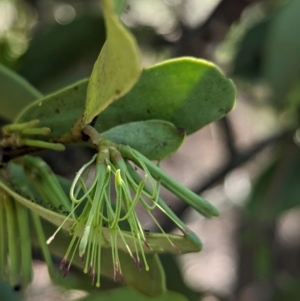 Amyema conspicua subsp. conspicua at Corinda, QLD - 3 Dec 2023