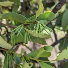 Amyema conspicua subsp. conspicua at Corinda, QLD - 3 Dec 2023