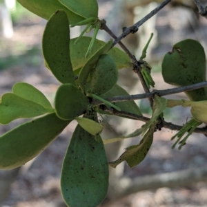 Amyema conspicua subsp. conspicua at Corinda, QLD - 3 Dec 2023