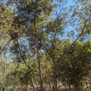 Amyema conspicua subsp. conspicua at Corinda, QLD - 3 Dec 2023