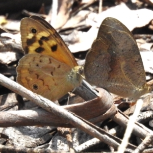 Heteronympha merope at Namadgi National Park - 5 Dec 2023 12:49 PM