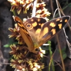 Heteronympha solandri (Solander's Brown) at Cotter River, ACT - 5 Dec 2023 by JohnBundock