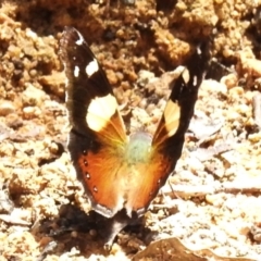 Vanessa itea (Yellow Admiral) at Cotter River, ACT - 5 Dec 2023 by JohnBundock