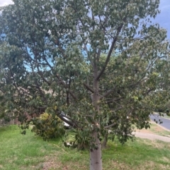 Brachychiton populneus subsp. populneus (Kurrajong) at Macgregor, ACT - 5 Dec 2023 by Ange