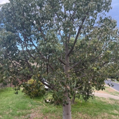 Brachychiton populneus subsp. populneus (Kurrajong) at Macgregor, ACT - 5 Dec 2023 by Ange