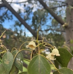 Brachychiton populneus subsp. populneus at Macgregor, ACT - 5 Dec 2023