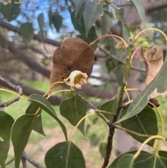 Brachychiton populneus subsp. populneus at Macgregor, ACT - 5 Dec 2023