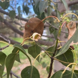 Brachychiton populneus subsp. populneus at Macgregor, ACT - 5 Dec 2023