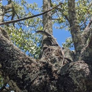 Varanus varius at Burrinjuck, NSW - 5 Dec 2023