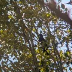 Eudynamys orientalis (Pacific Koel) at Corinda, QLD - 3 Dec 2023 by Darcy