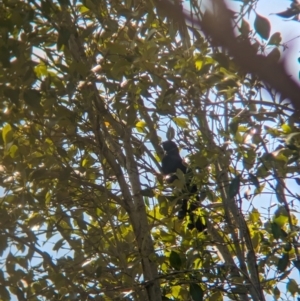 Eudynamys orientalis at Corinda, QLD - 3 Dec 2023