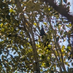 Eudynamys orientalis at Corinda, QLD - 3 Dec 2023 08:06 AM