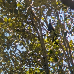 Eudynamys orientalis at Corinda, QLD - 3 Dec 2023