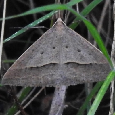 Epidesmia hypenaria (Long-nosed Epidesmia) at Cotter River, ACT - 5 Dec 2023 by JohnBundock