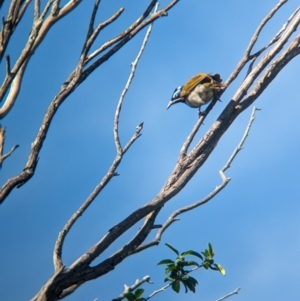 Entomyzon cyanotis at Corinda, QLD - 3 Dec 2023