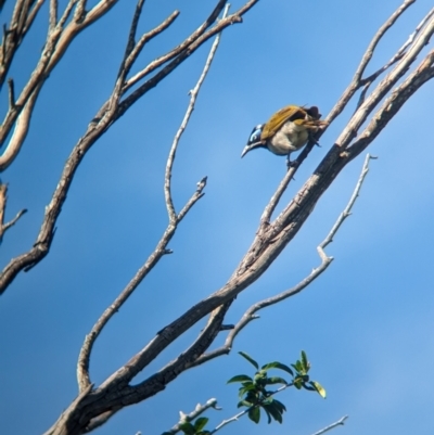 Entomyzon cyanotis (Blue-faced Honeyeater) at Corinda, QLD - 3 Dec 2023 by Darcy