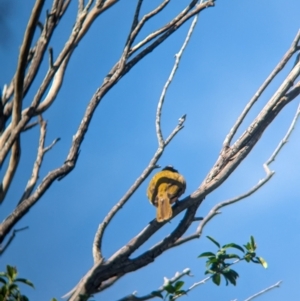 Entomyzon cyanotis at Corinda, QLD - 3 Dec 2023