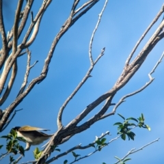 Entomyzon cyanotis at Corinda, QLD - 3 Dec 2023