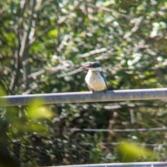 Todiramphus sanctus (Sacred Kingfisher) at Rocklea, QLD - 2 Dec 2023 by Darcy