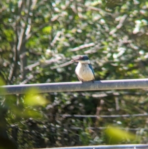 Todiramphus sanctus at Rocklea, QLD - 3 Dec 2023