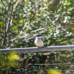 Todiramphus sanctus at Rocklea, QLD - 3 Dec 2023