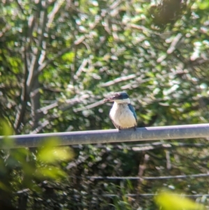 Todiramphus sanctus at Rocklea, QLD - 3 Dec 2023