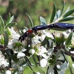 Rhagigaster ephippiger at O'Connor, ACT - 27 Nov 2023