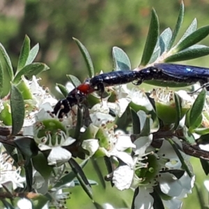 Rhagigaster ephippiger at O'Connor, ACT - 27 Nov 2023