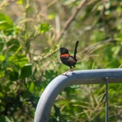 Malurus melanocephalus (Red-backed Fairywren) at Rocklea, QLD - 2 Dec 2023 by Darcy