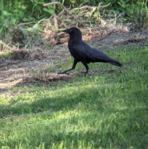 Corvus orru at Rocklea, QLD - 3 Dec 2023