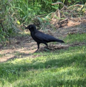 Corvus orru at Rocklea, QLD - 3 Dec 2023